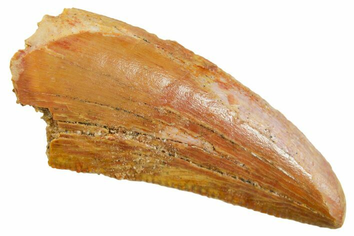 Serrated Raptor Tooth - Real Dinosaur Tooth #364839